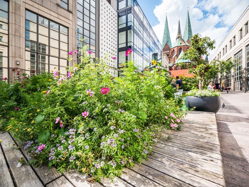L&uuml;beck &Uuml;bergangswiese auf dem Schrangen